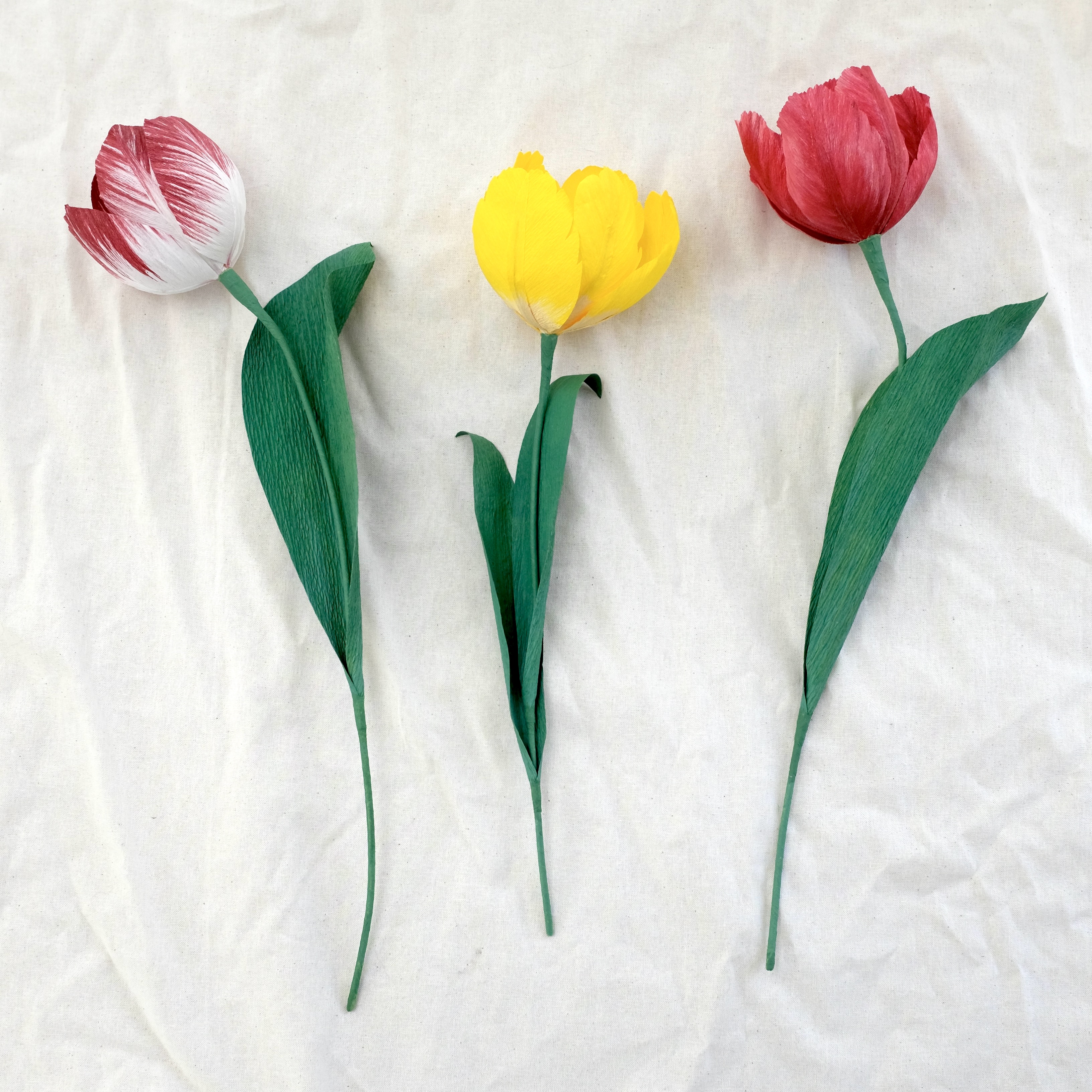 Tulipes