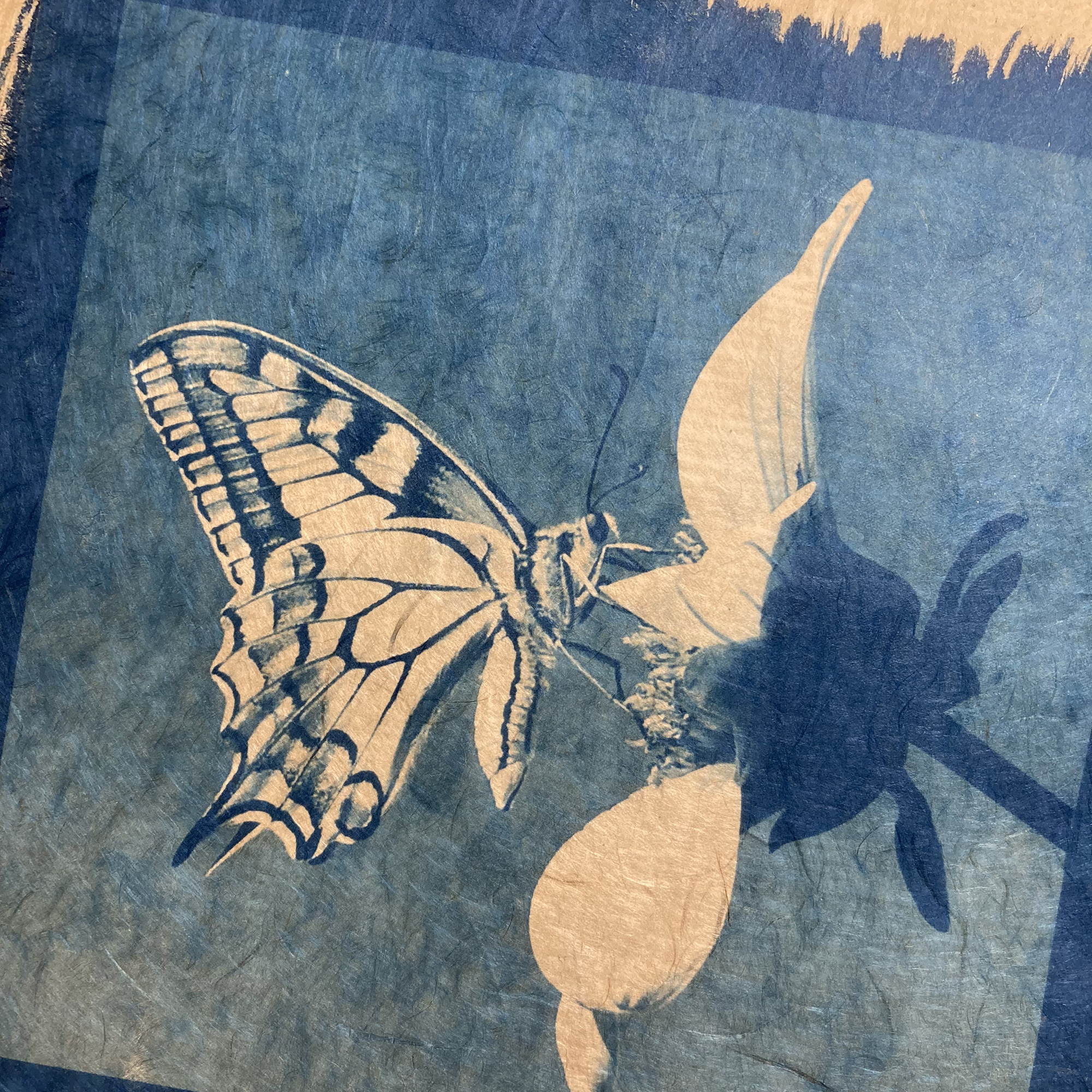 Cyanotype « Le papillon Machaon»