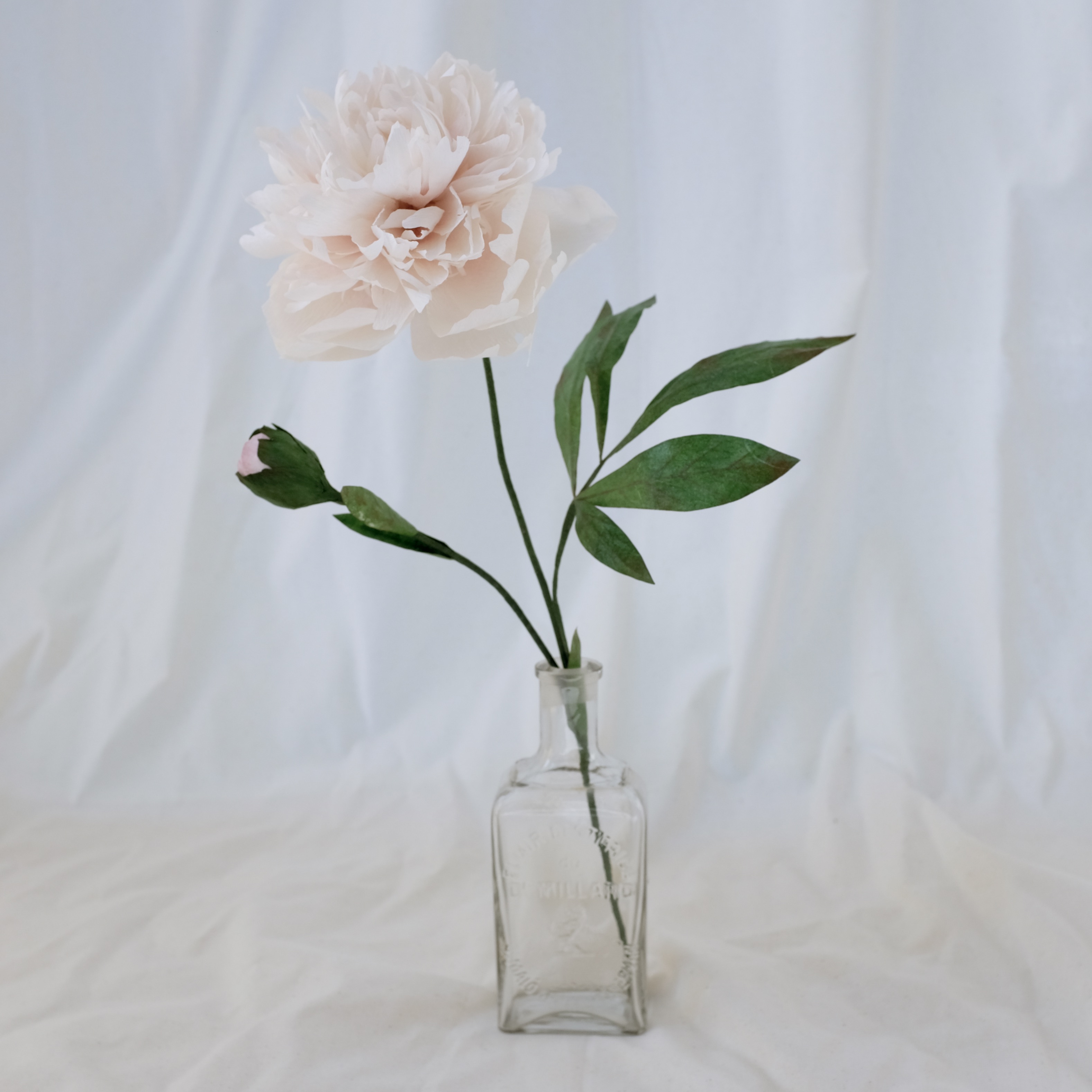 Fleur en papier : Pivoine blanche