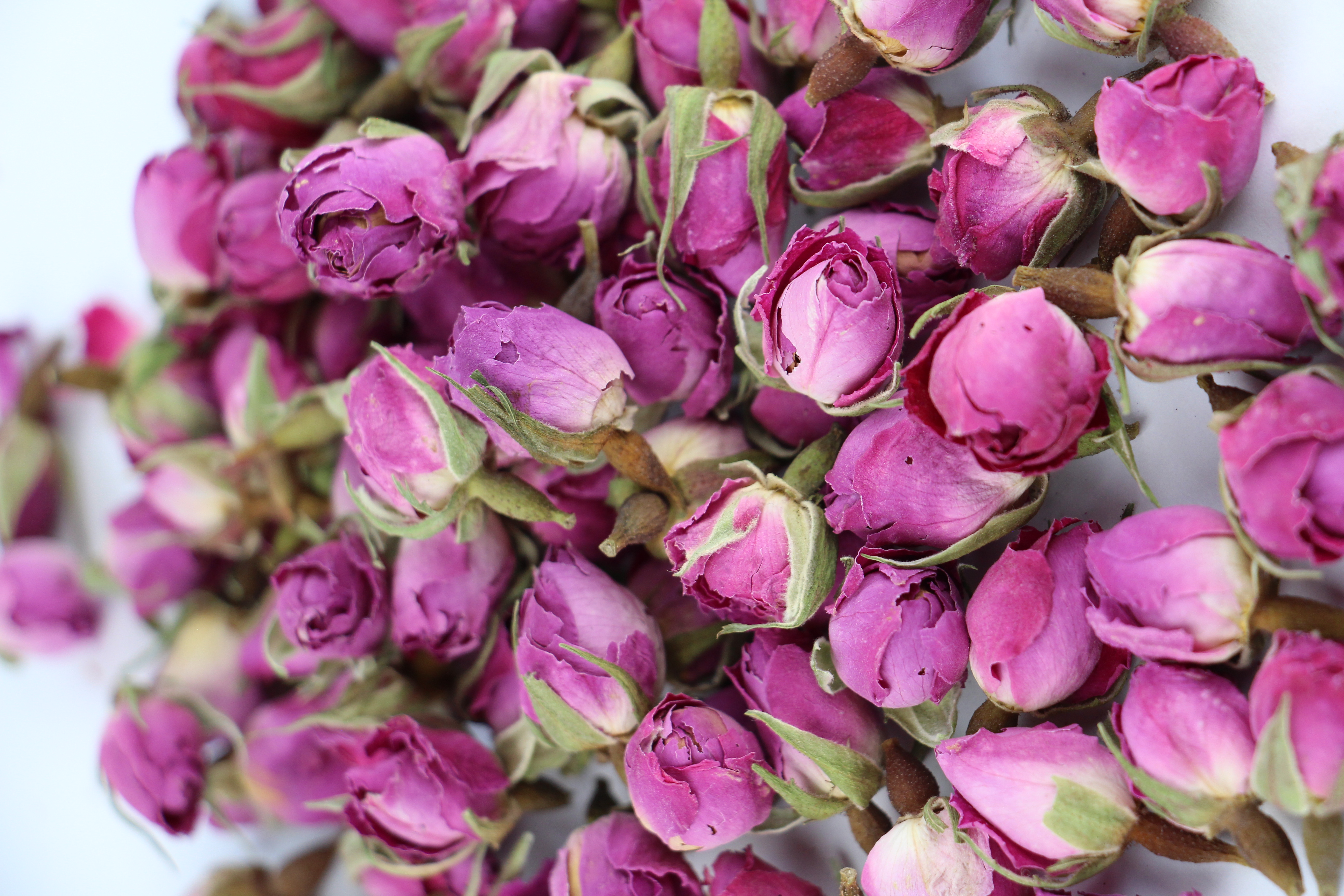 Boutons de rose