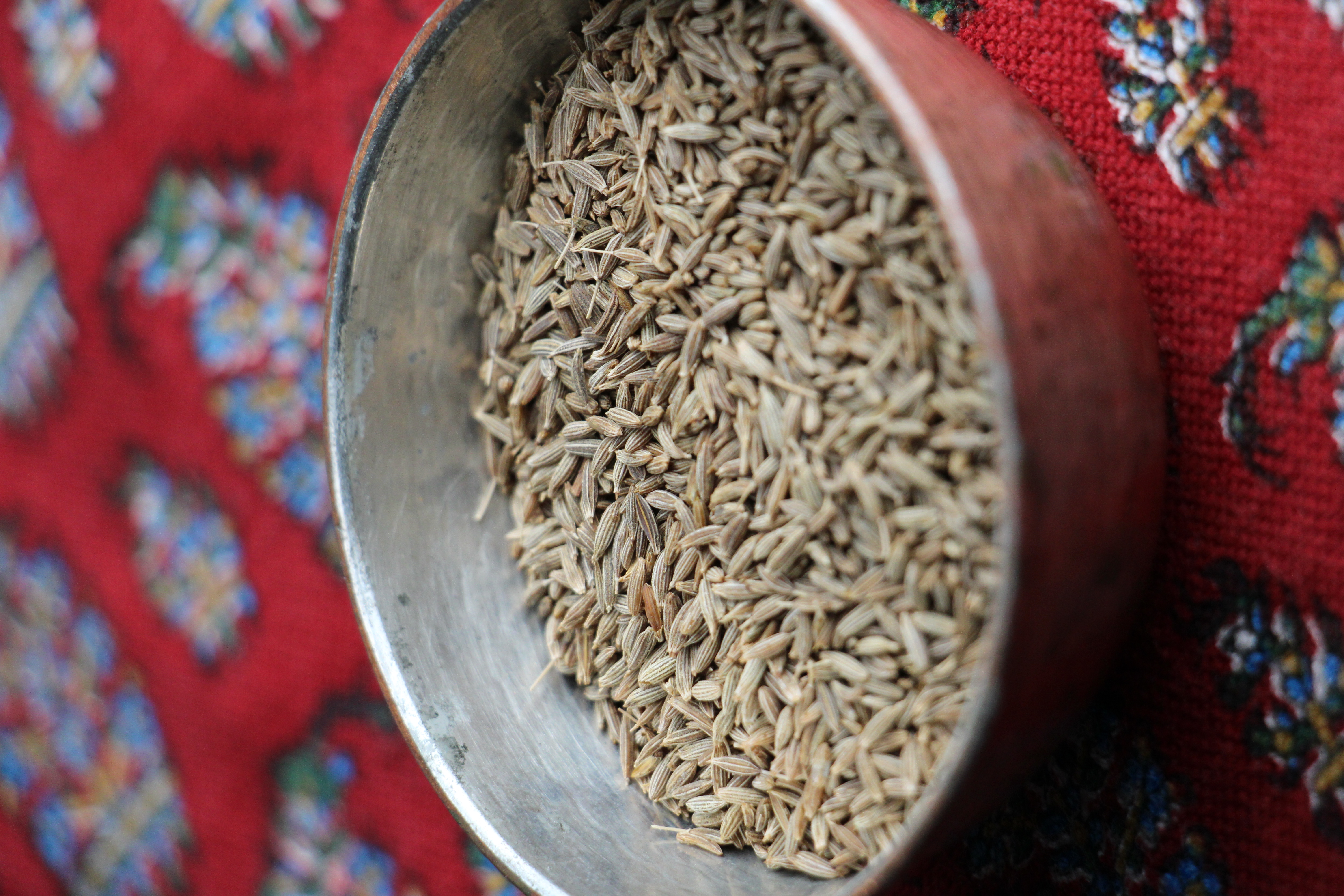 Cumin sauvage
