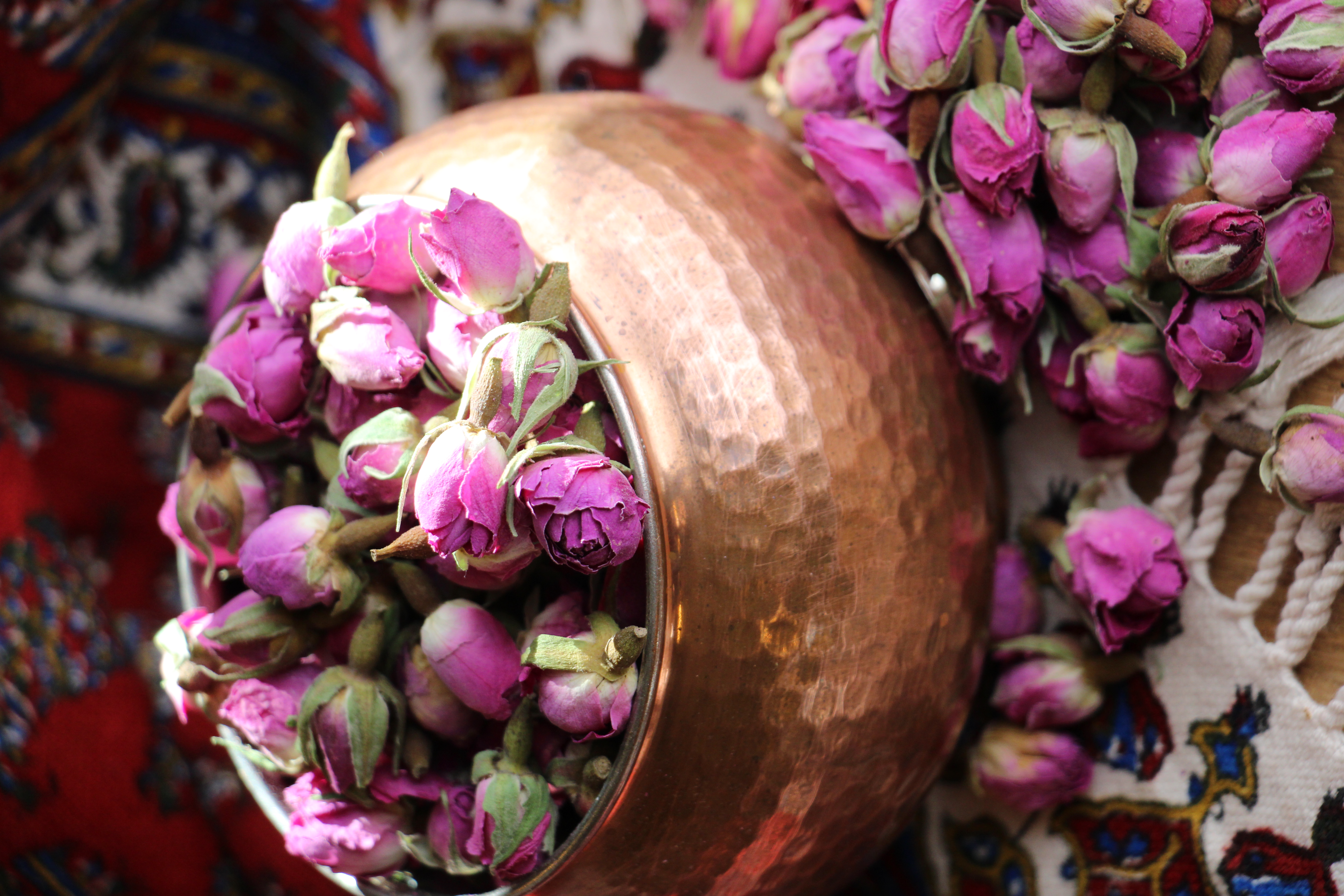 Boutons de rose