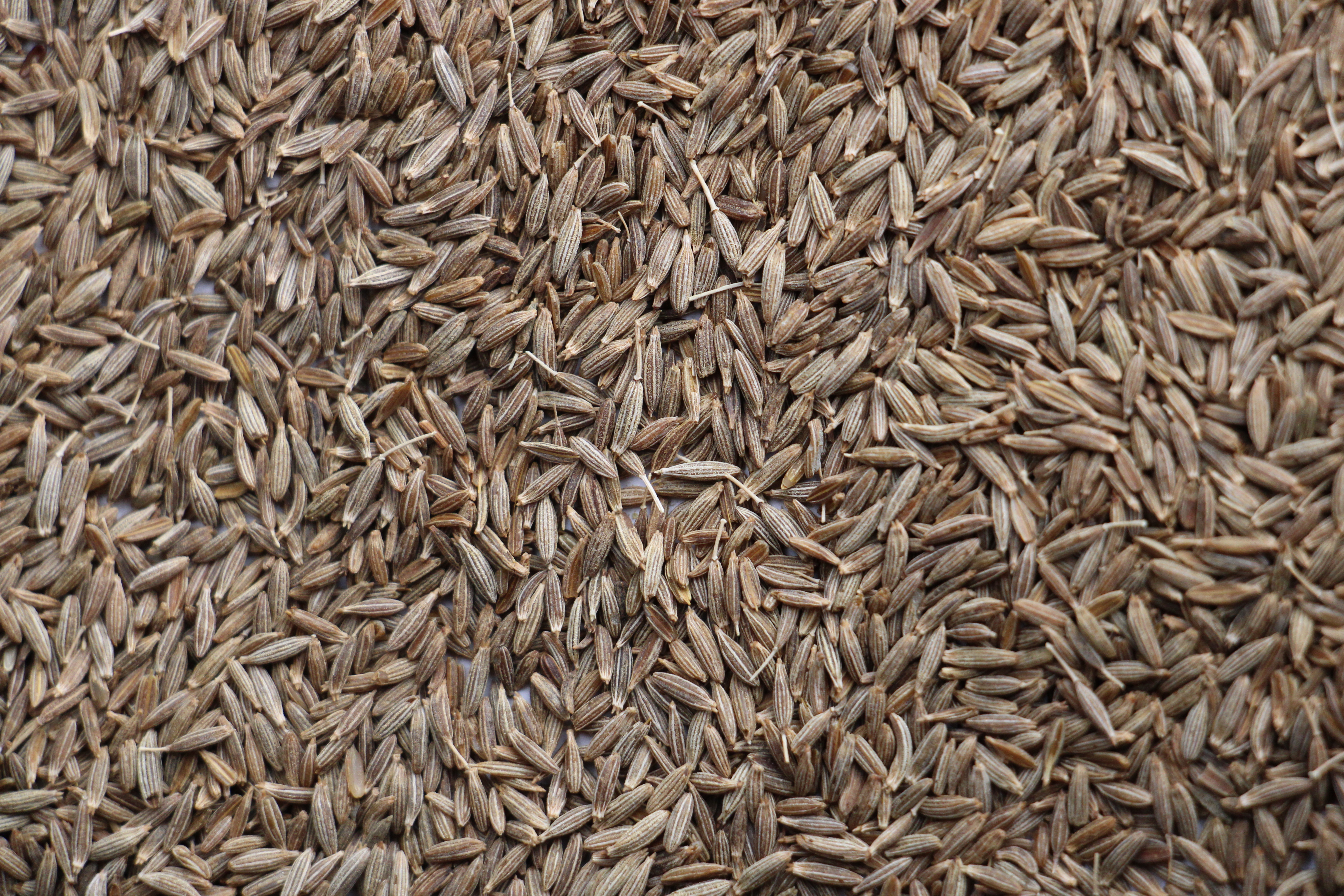 Cumin sauvage