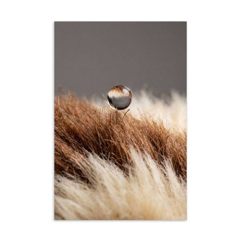 Gremlins Mogwai Fur Macro, Movie Postcard