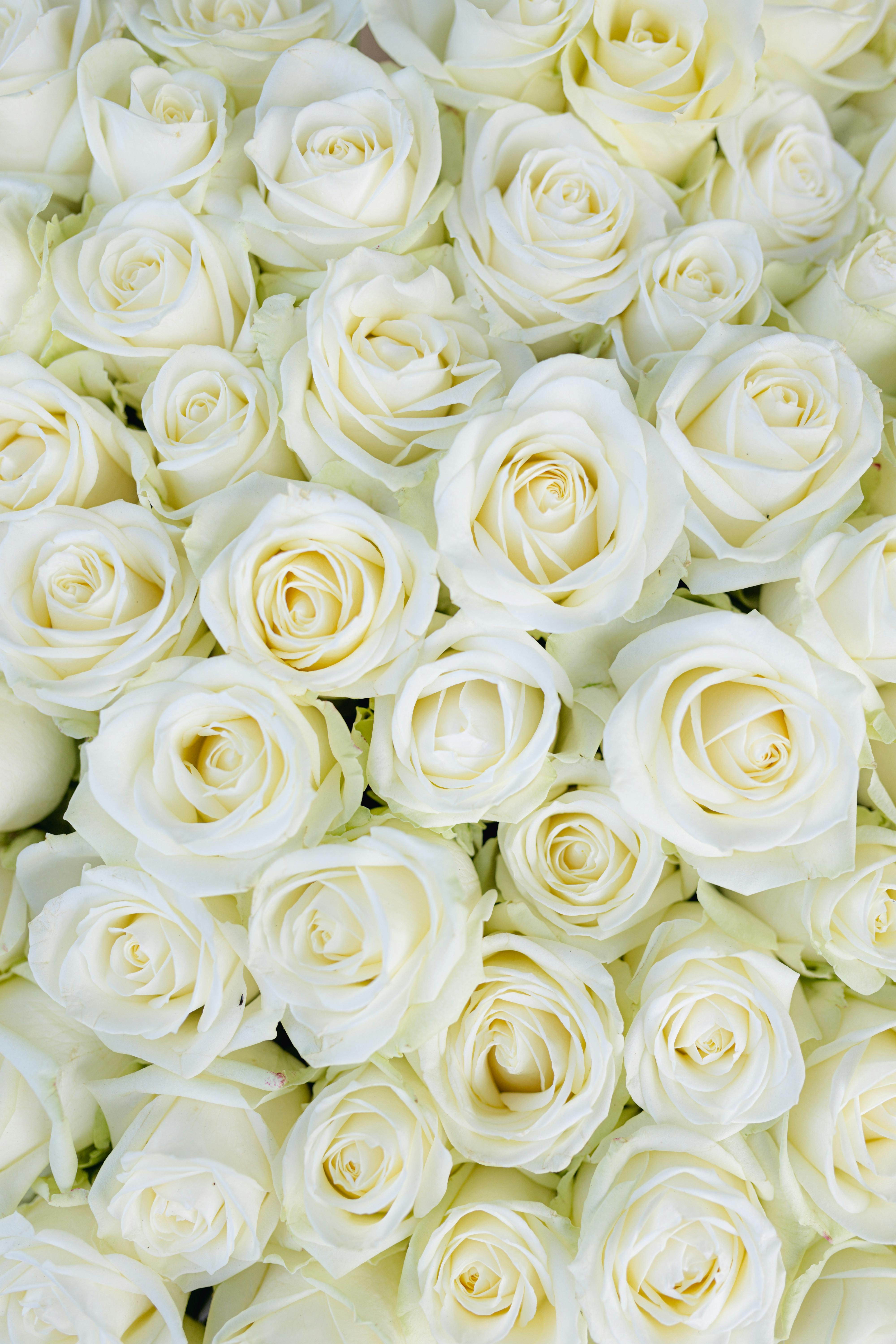White Roses Bouquet