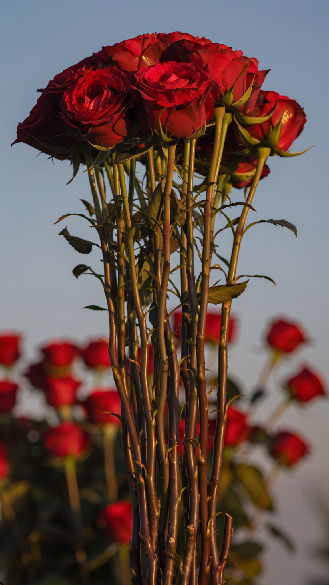 Long Stem Red Roses Bouquet