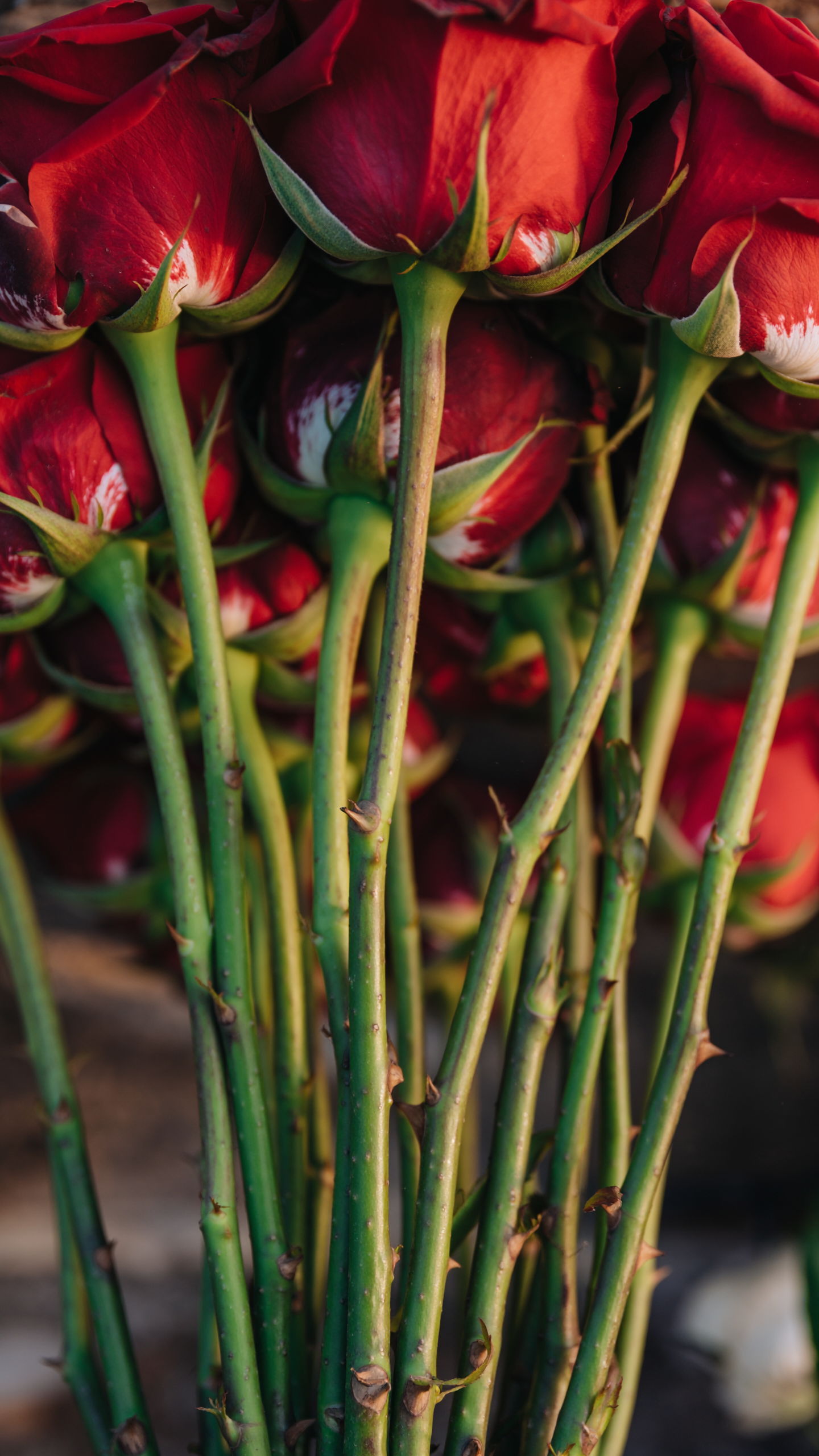 Long Stem Red Roses Bouquet