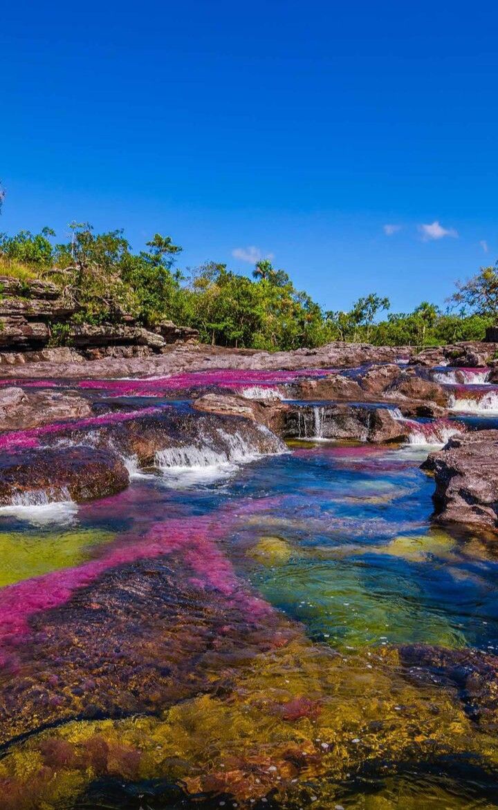 Caño Cristales