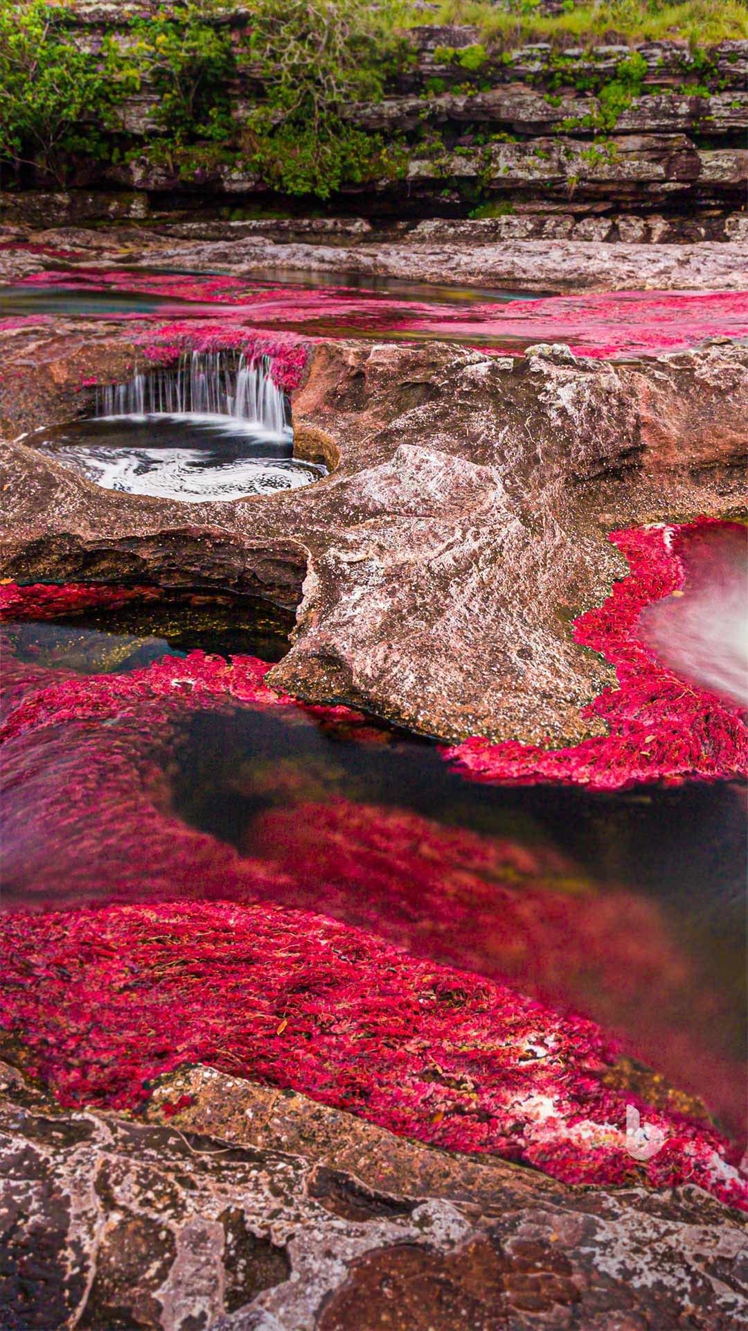 Caño Cristales