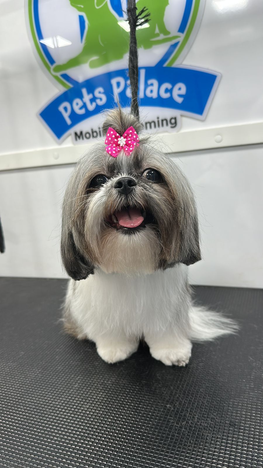 Full grooming small U$90