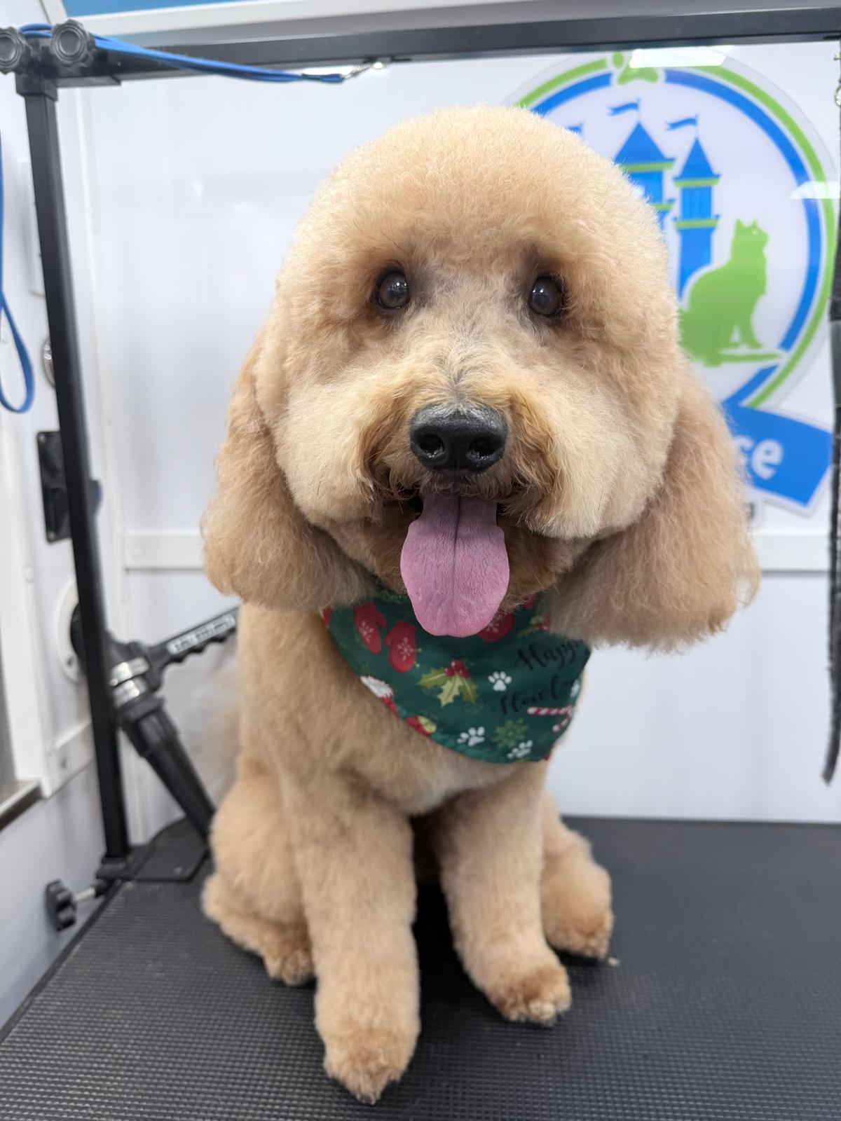 Full grooming Medium