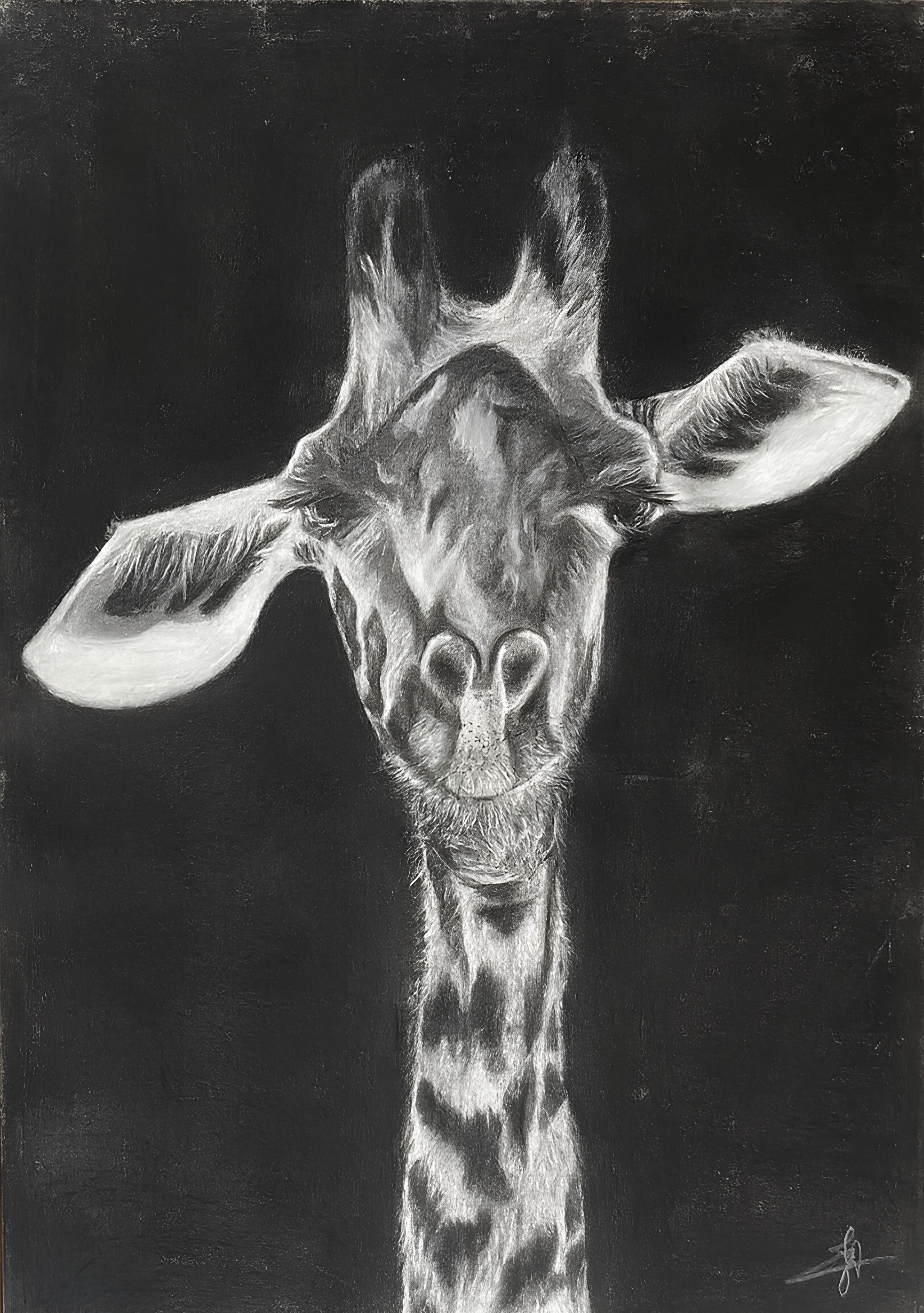 FINE ART PRINTS - GIRAFFE