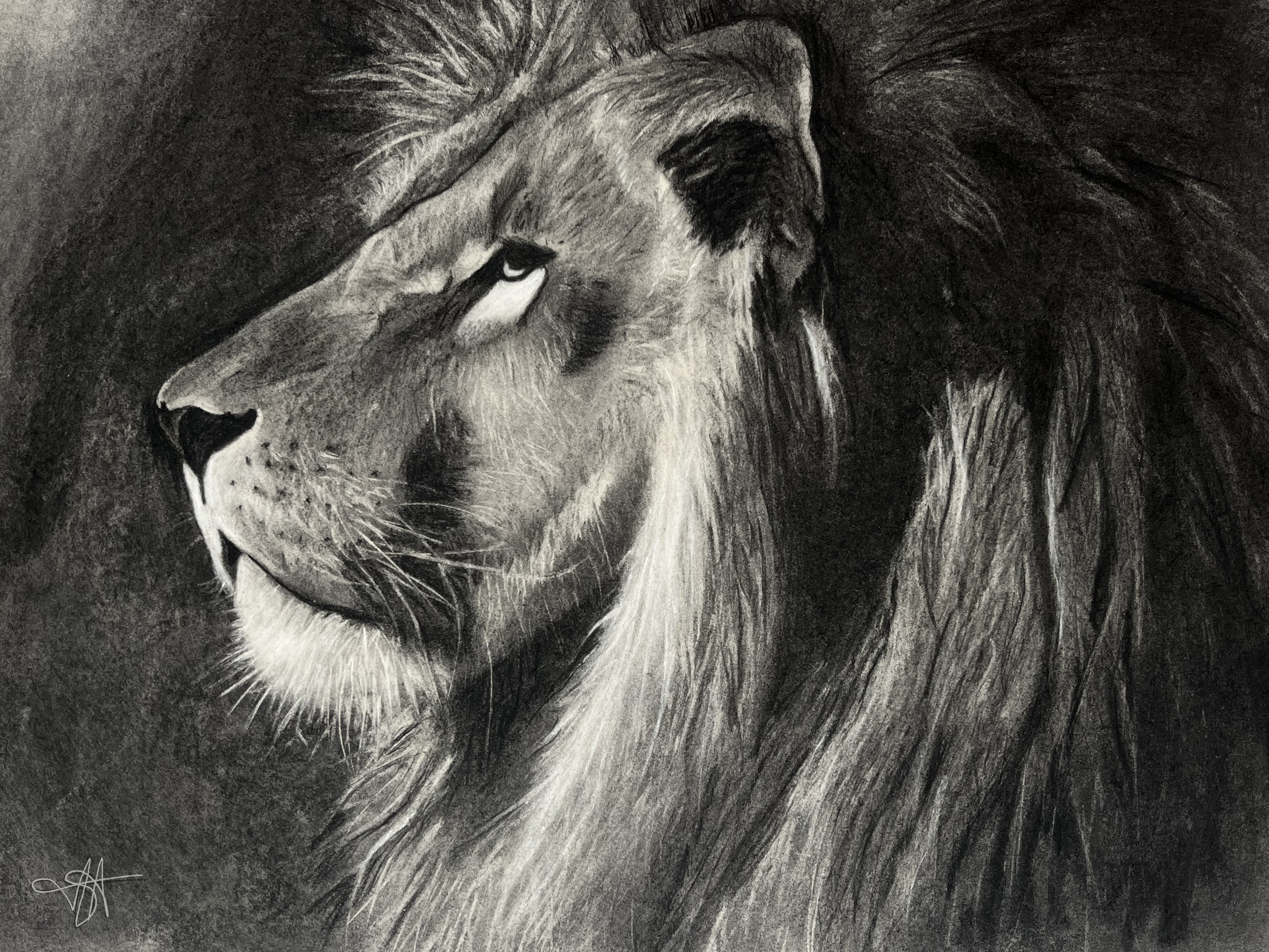 FINE ART PRINT - LION