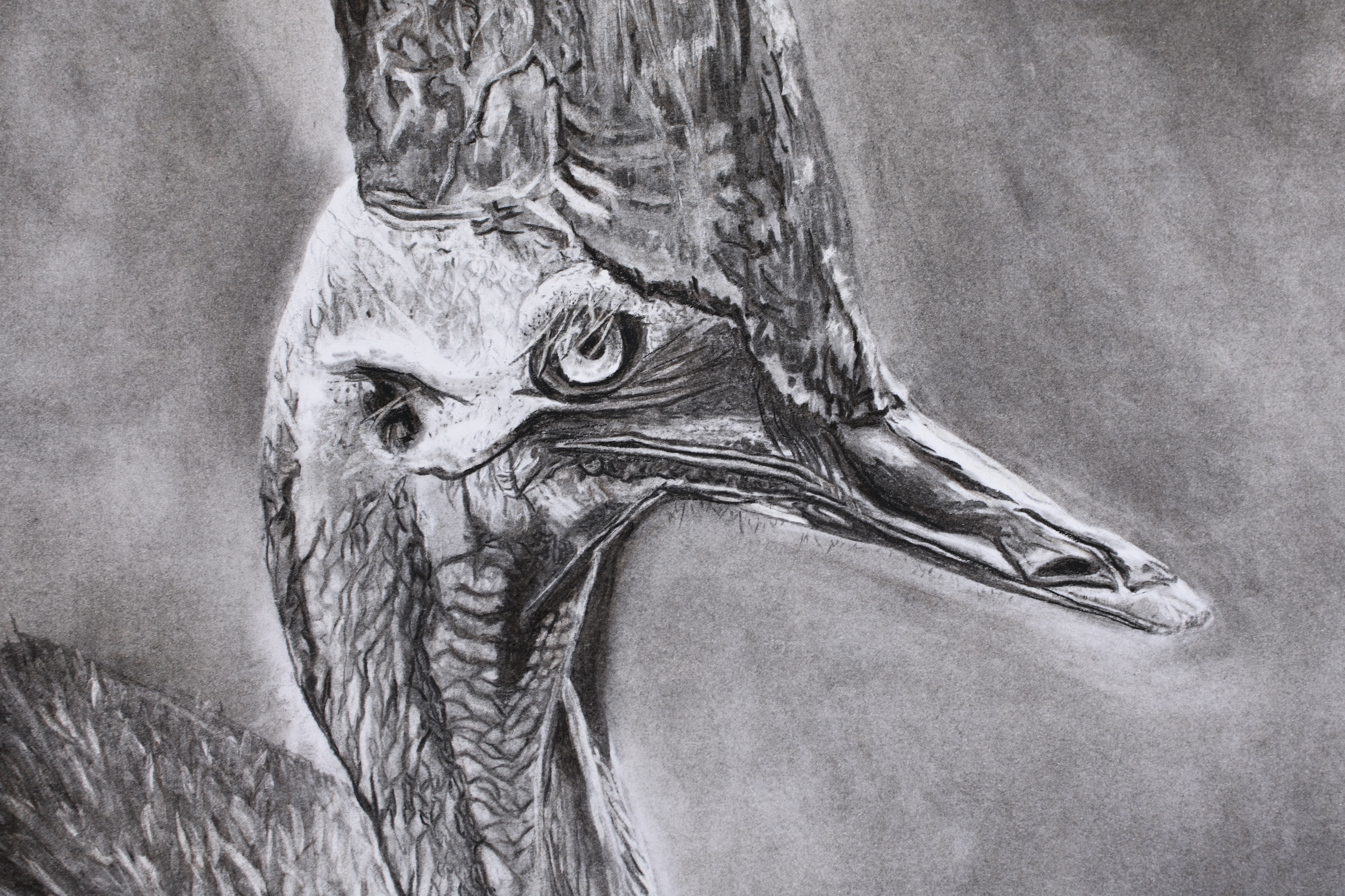 CASSOWARY - SOLD