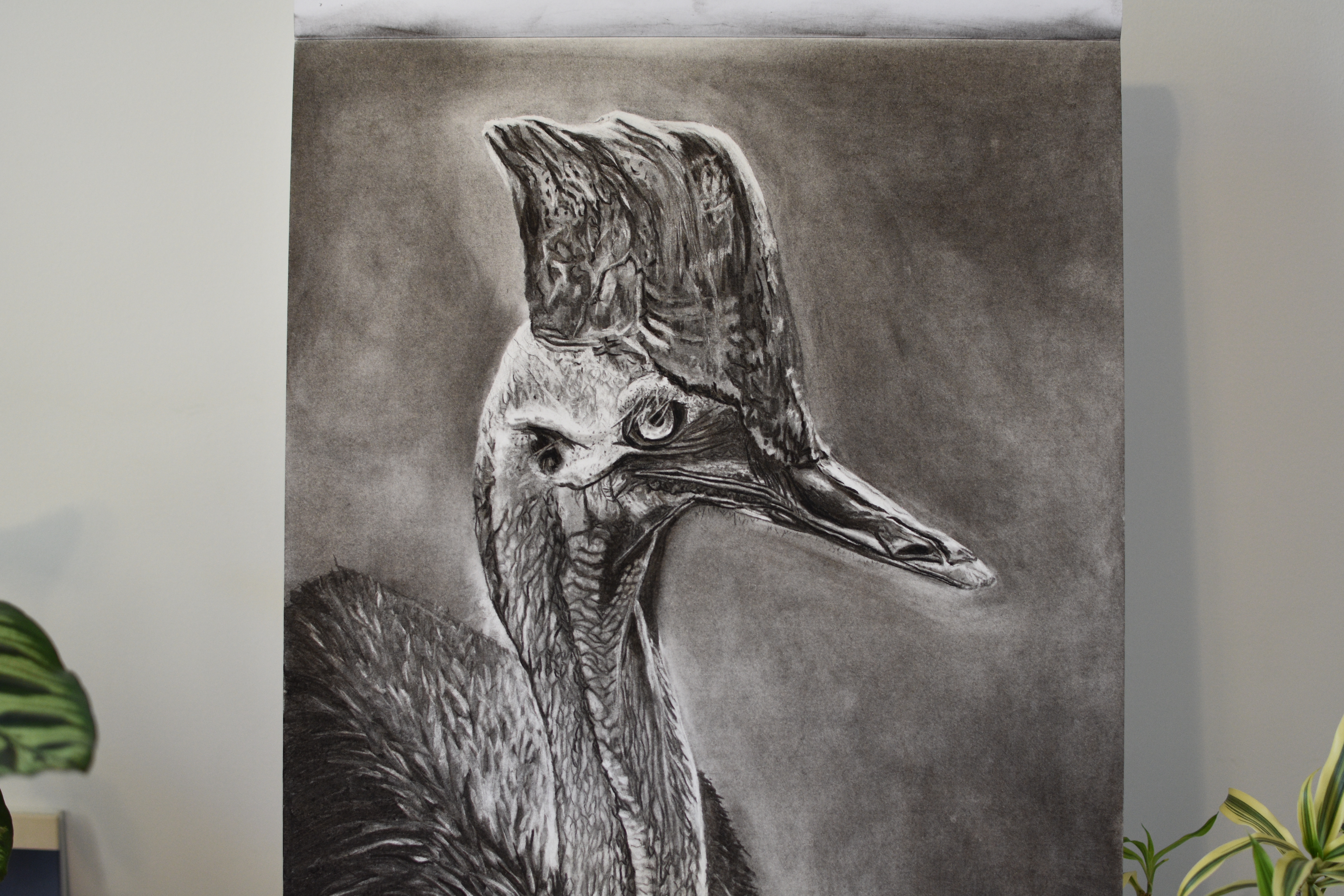 CASSOWARY - SOLD