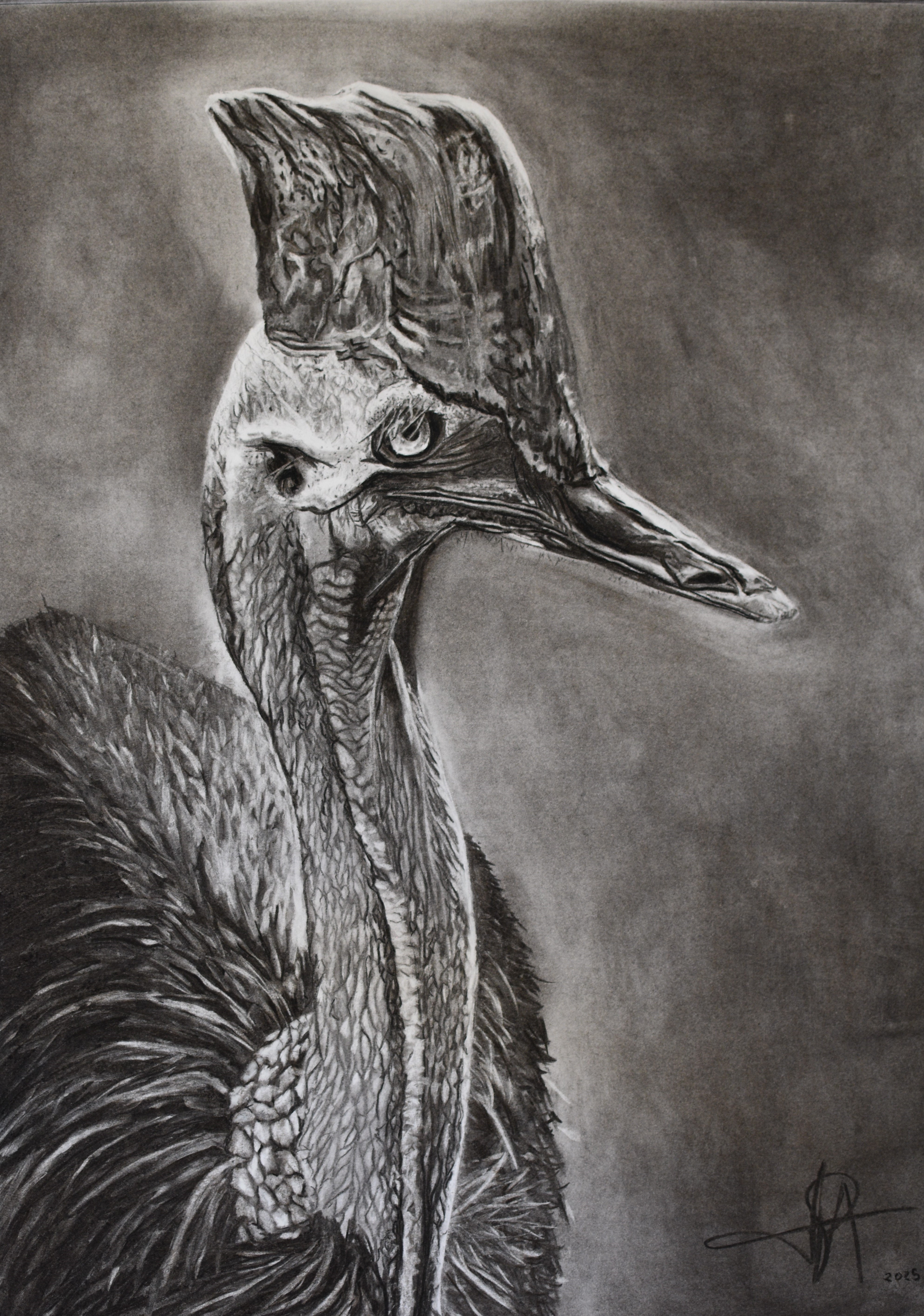 CASSOWARY - SOLD