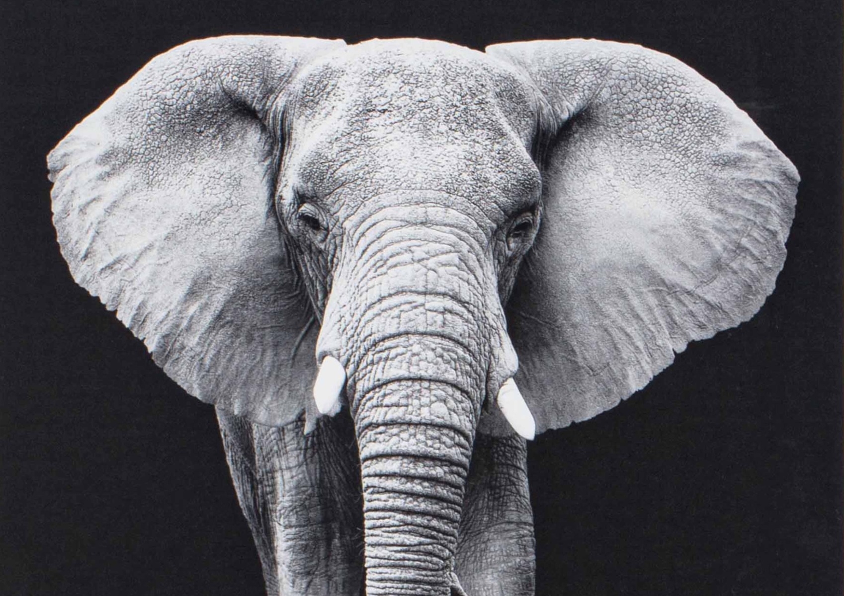 Framed Black and White Elephant Portrait