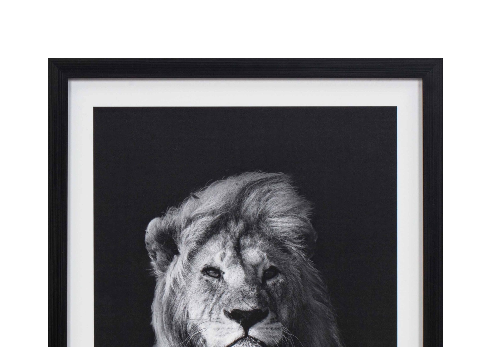 Framed Black and White Lion Portrait