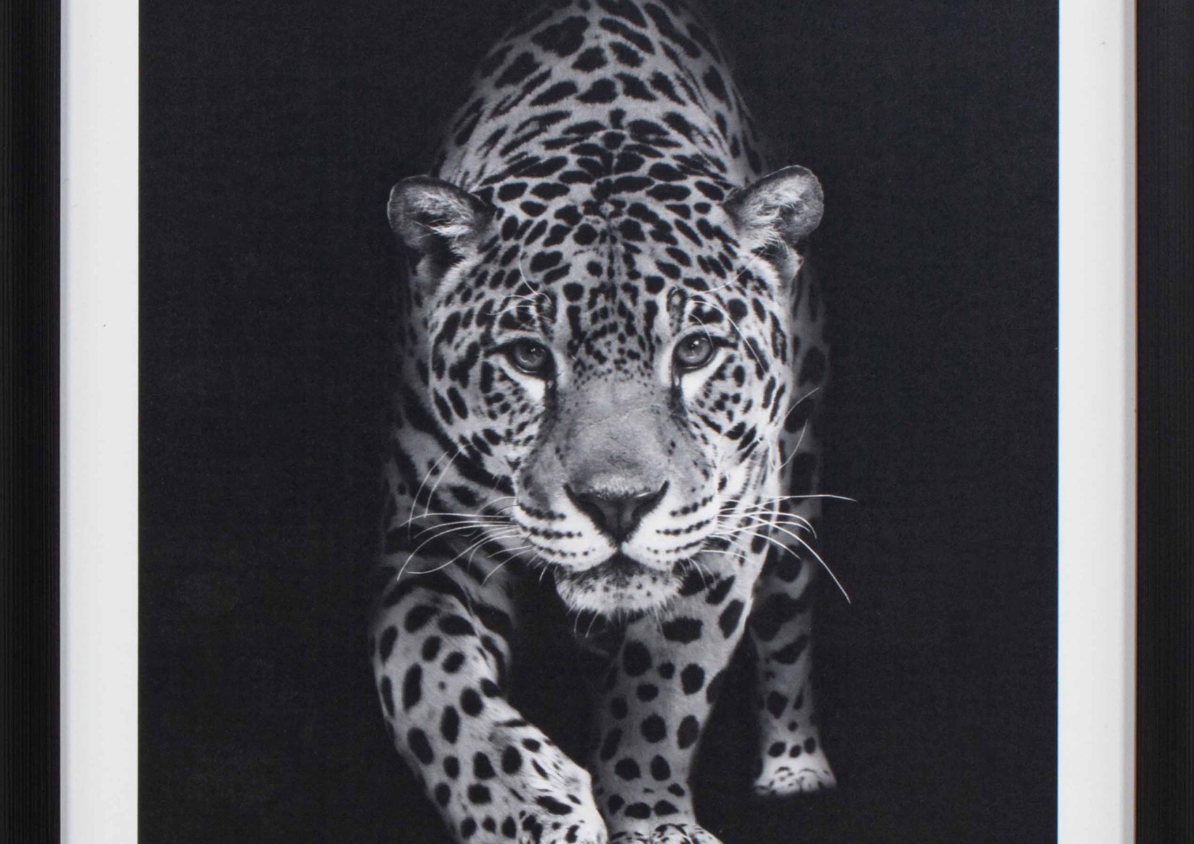 Framed Black and White Tiger Portrait