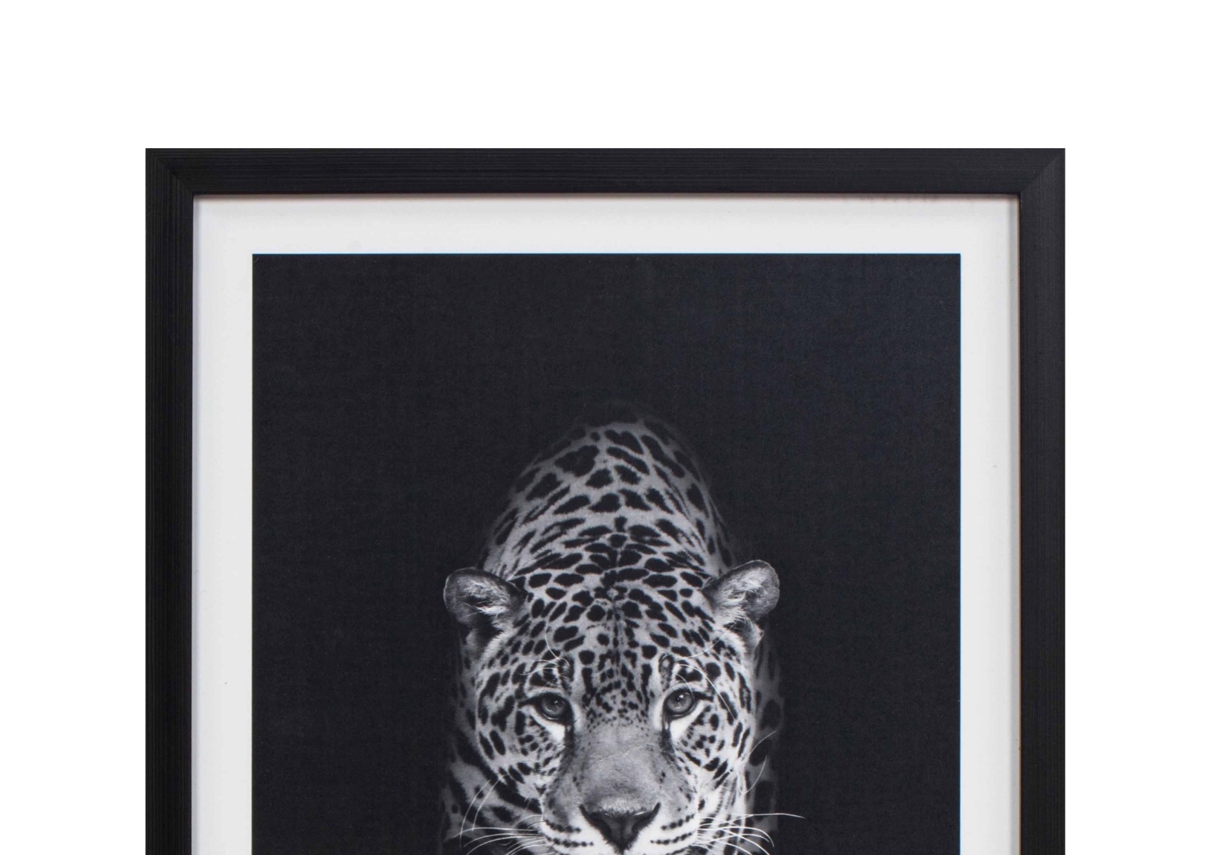 Framed Black and White Tiger Portrait