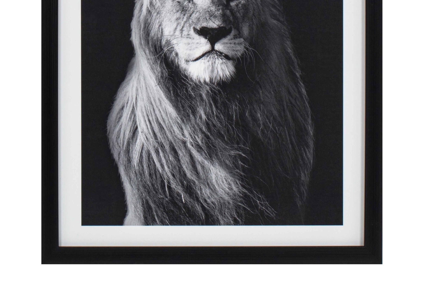 Framed Black and White Lion Portrait