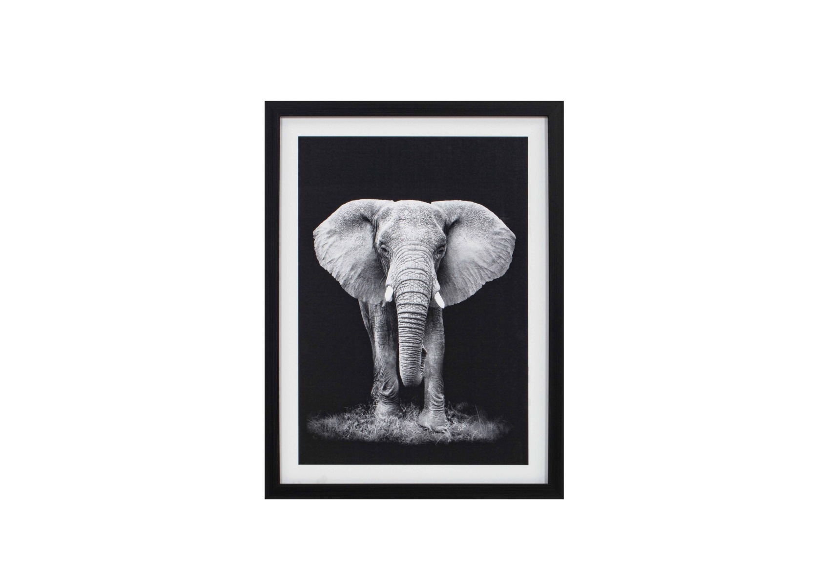 Framed Black and White Elephant Portrait