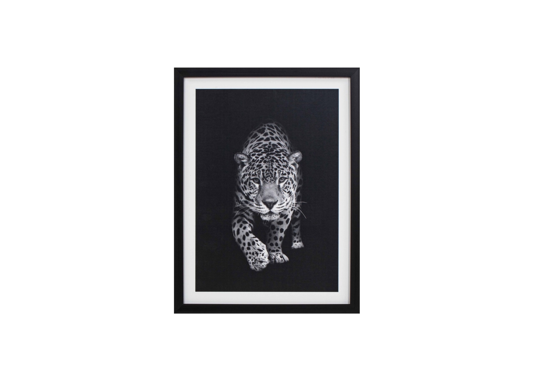 Framed Black and White Tiger Portrait