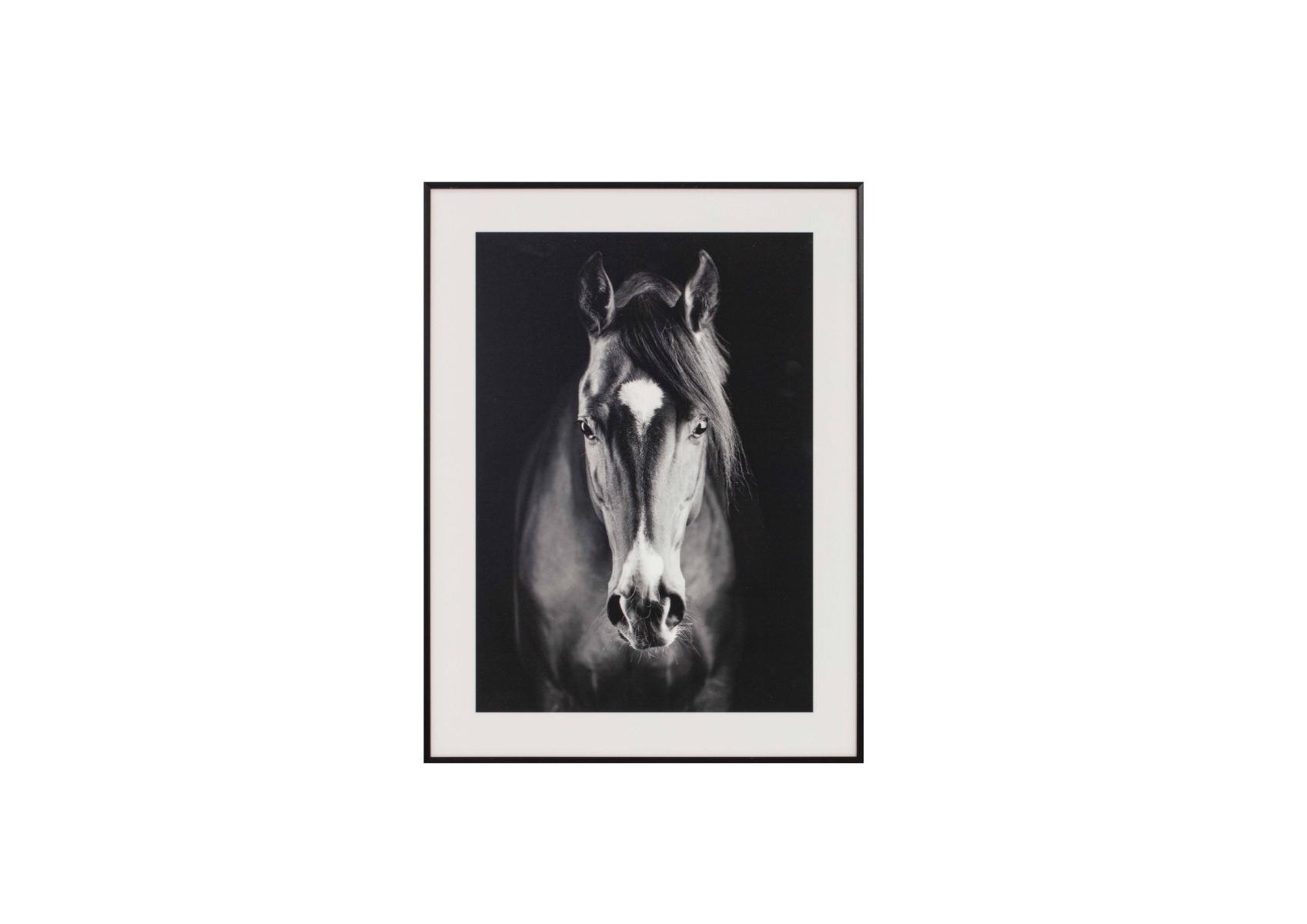Framed Black and White Horse Portrait