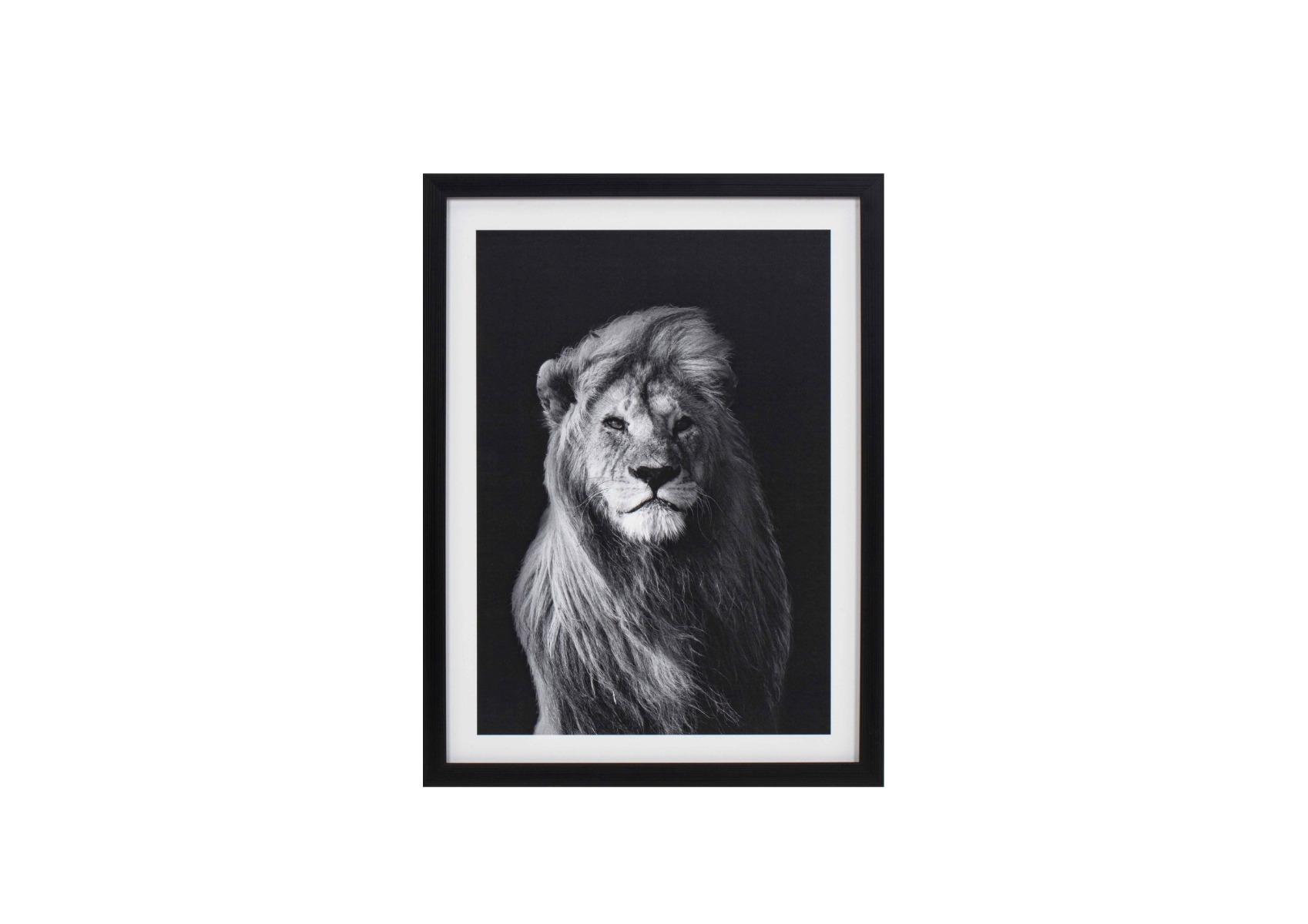 Framed Black and White Lion Portrait