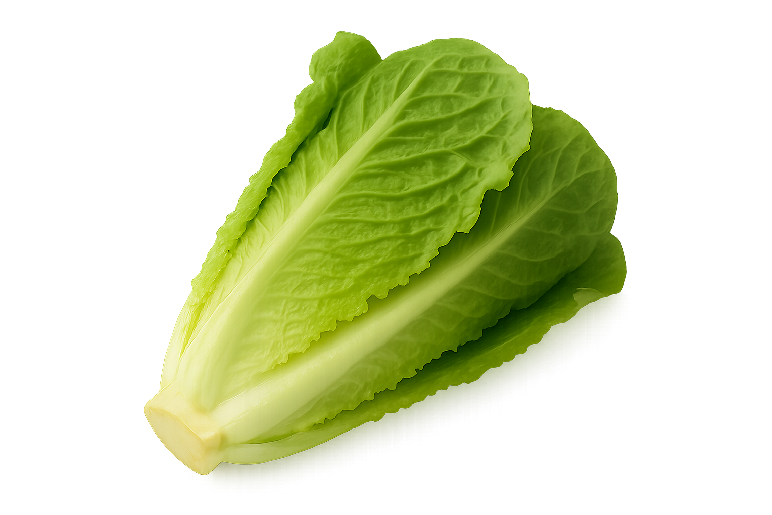 Sałata rzymska 1 szt.