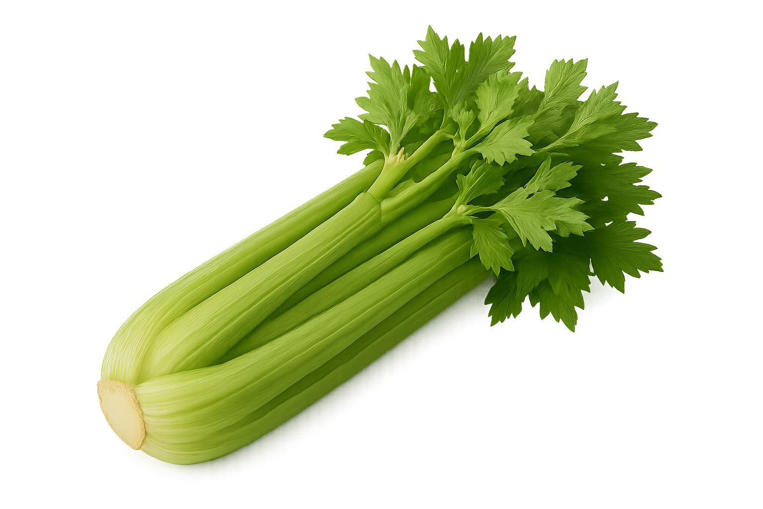 Seler naciowy 1 szt.