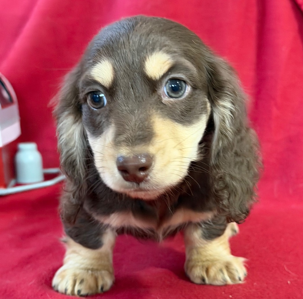 Cachorro de perro salchicha de pelo largo