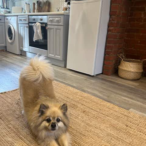 Fluffy Pomeranian Dog