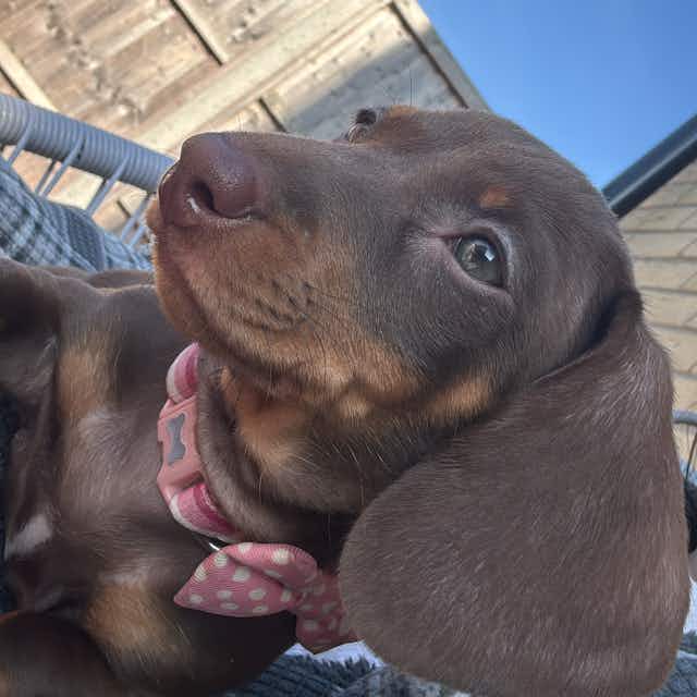 Chocolate Dachshund Dog