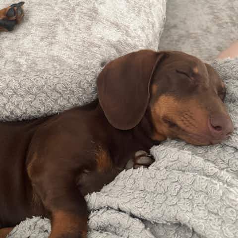 Chocolate Dachshund Dog