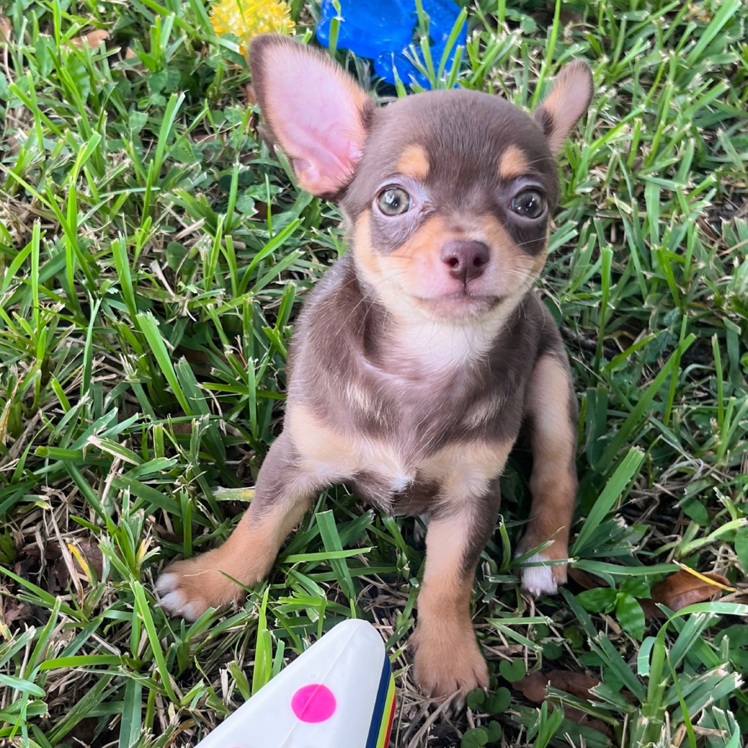 Adorable cachorro chihuahua