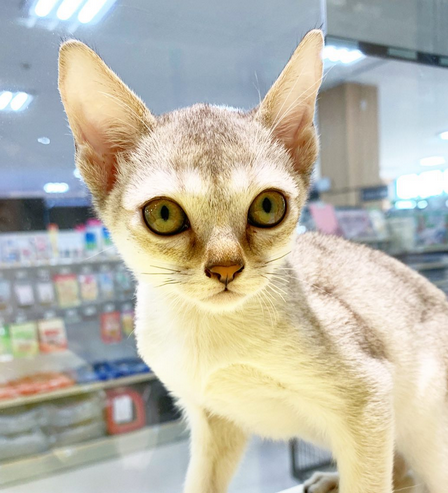 Singapura Kitten