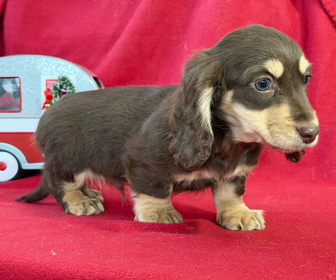 Cachorro de perro salchicha de pelo largo
