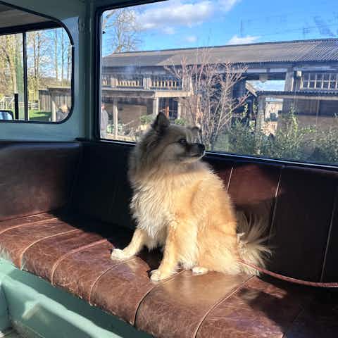 Fluffy Pomeranian Dog