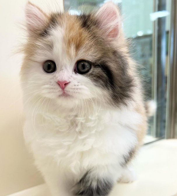 Ya tenemos nuevo dueño