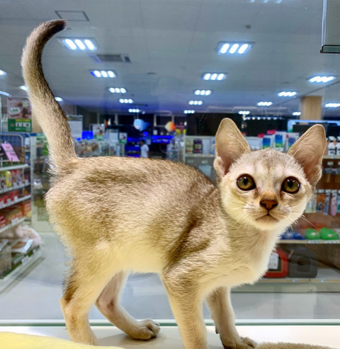 Singapura Kitten