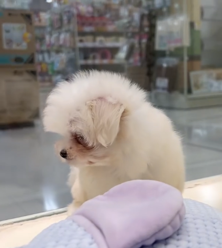 Adorable Maltese Puppy