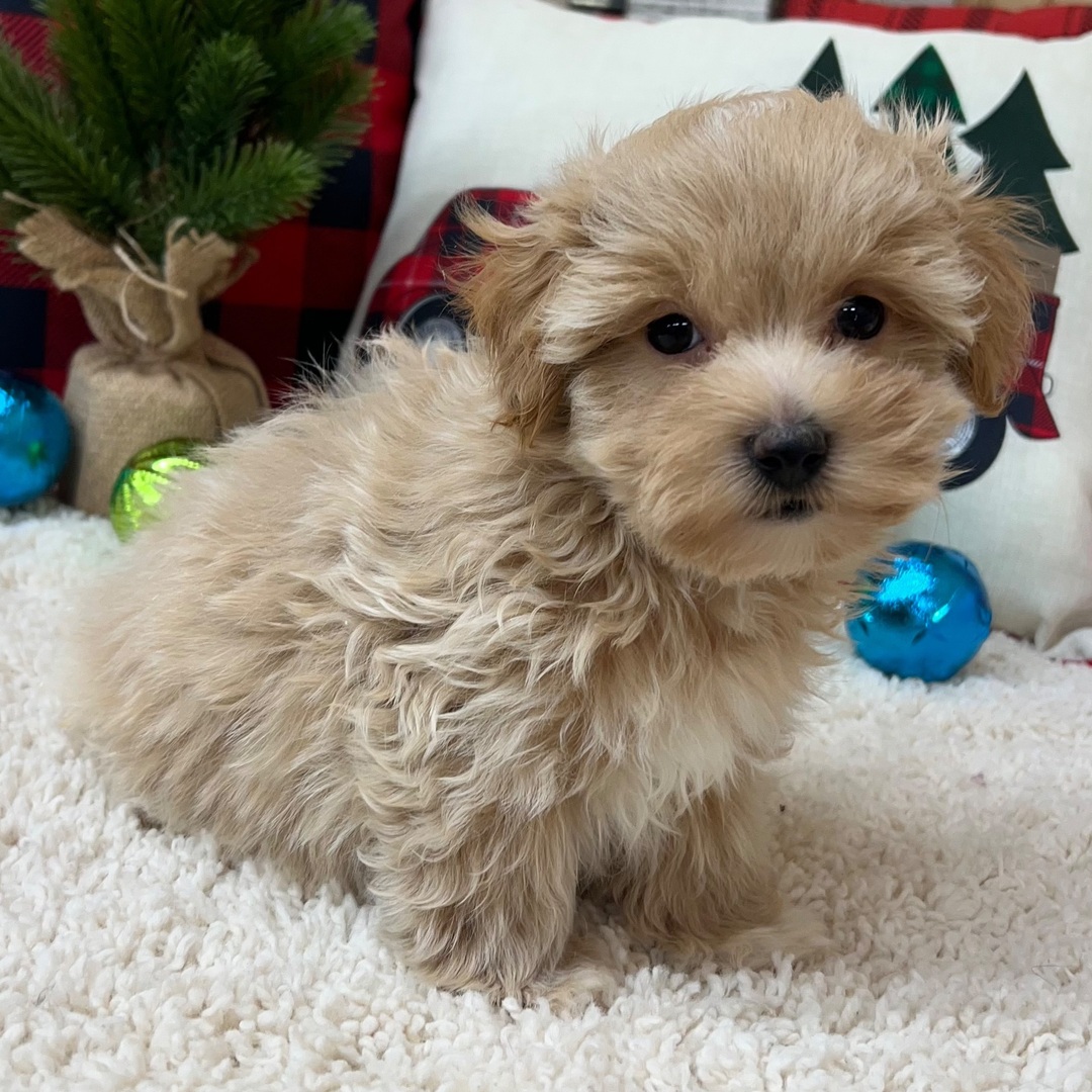 Maltipoo macho