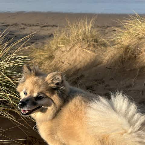 Fluffy Pomeranian Dog
