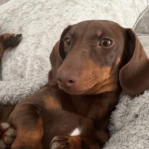Chocolate Dachshund Dog