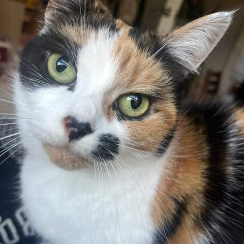 Calico Cat