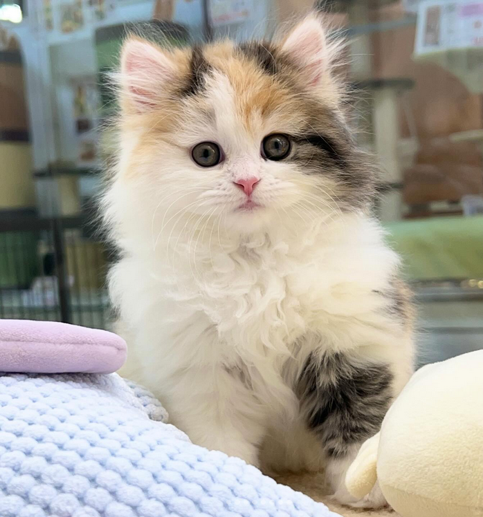 Ya tenemos nuevo dueño