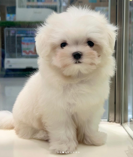 Adorable Maltese Puppy