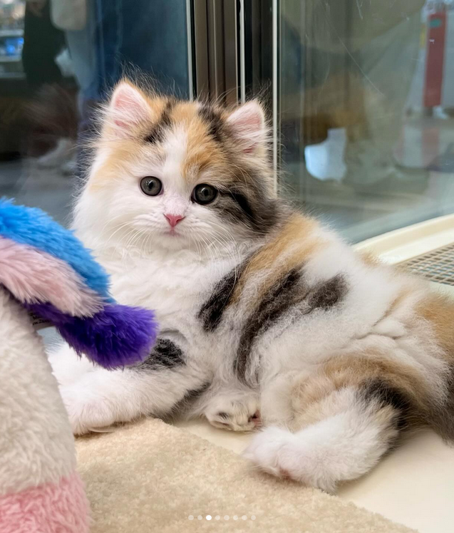 Ya tenemos nuevo dueño