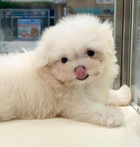 Adorable Maltese Puppy
